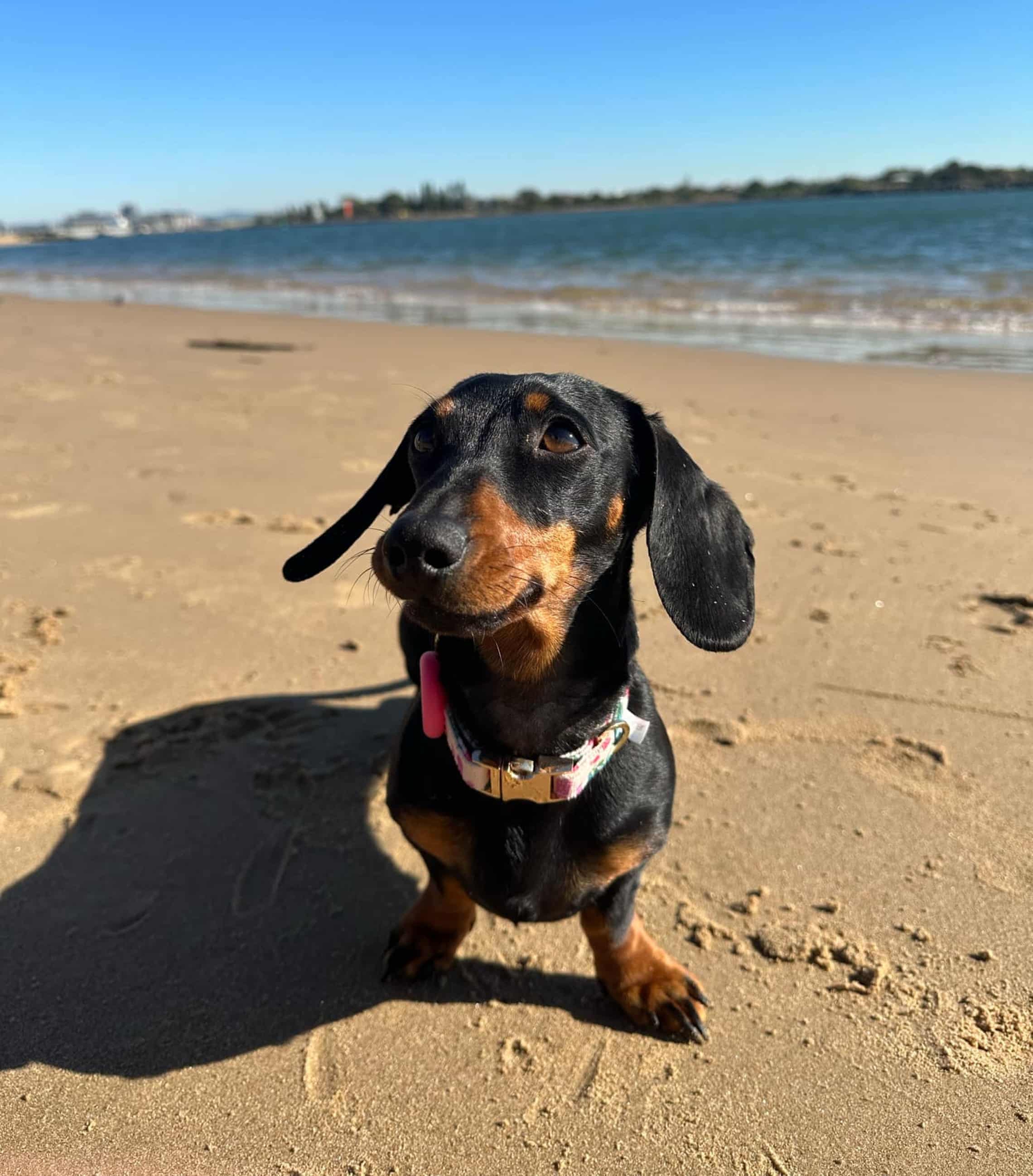 Chú chó xúc xích này đã dạy chúng ta điều gì?- Ảnh 1.