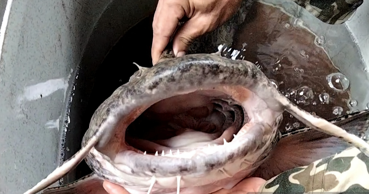 Chua te long song Lo hung ton bac nhat vung