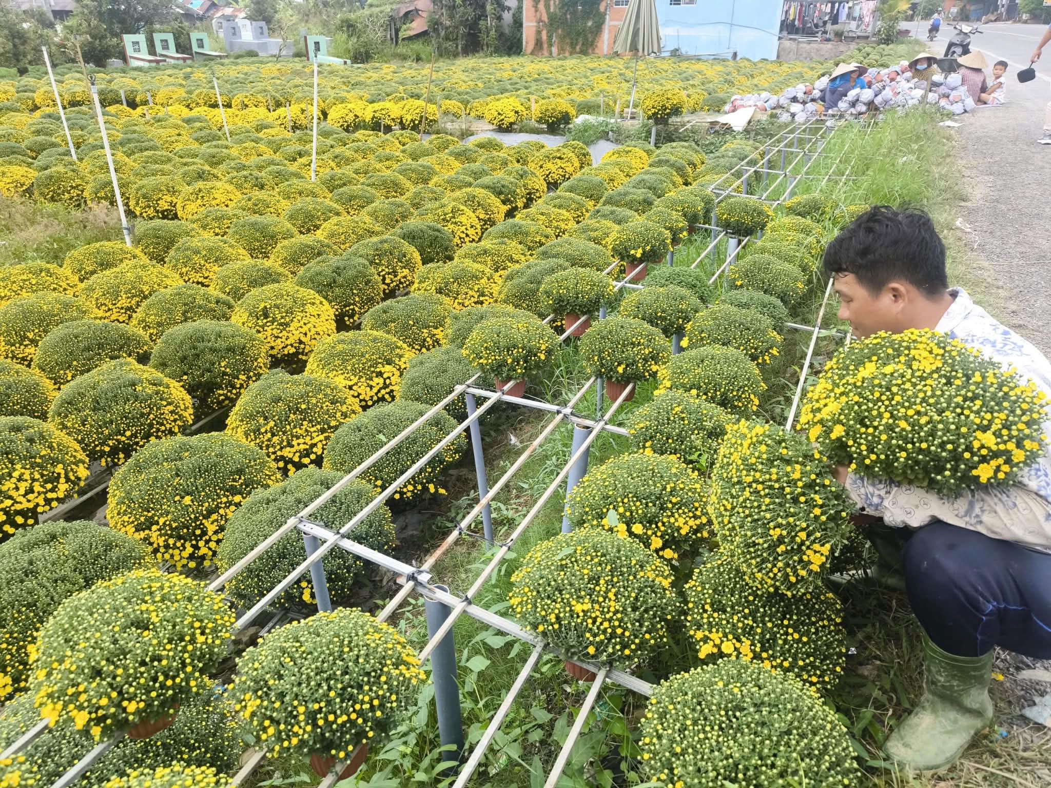Cúc mâm xôi nở sớm giúp nông dân Chợ Lách trở thành chiến thần livestream - Ảnh 1.