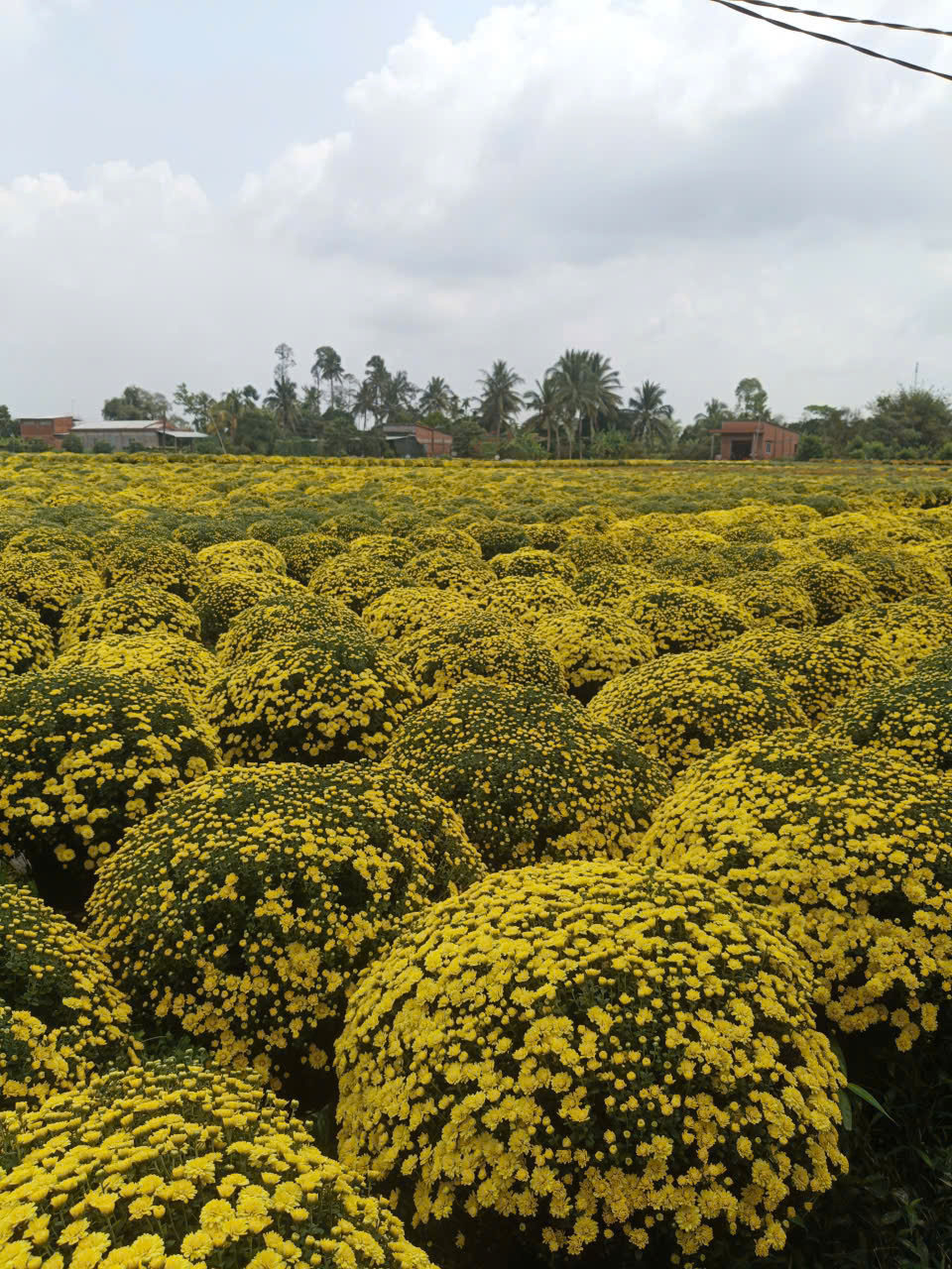 Cúc mâm xôi nở sớm giúp nông dân Chợ Lách trở thành chiến thần livestream - Ảnh 2.