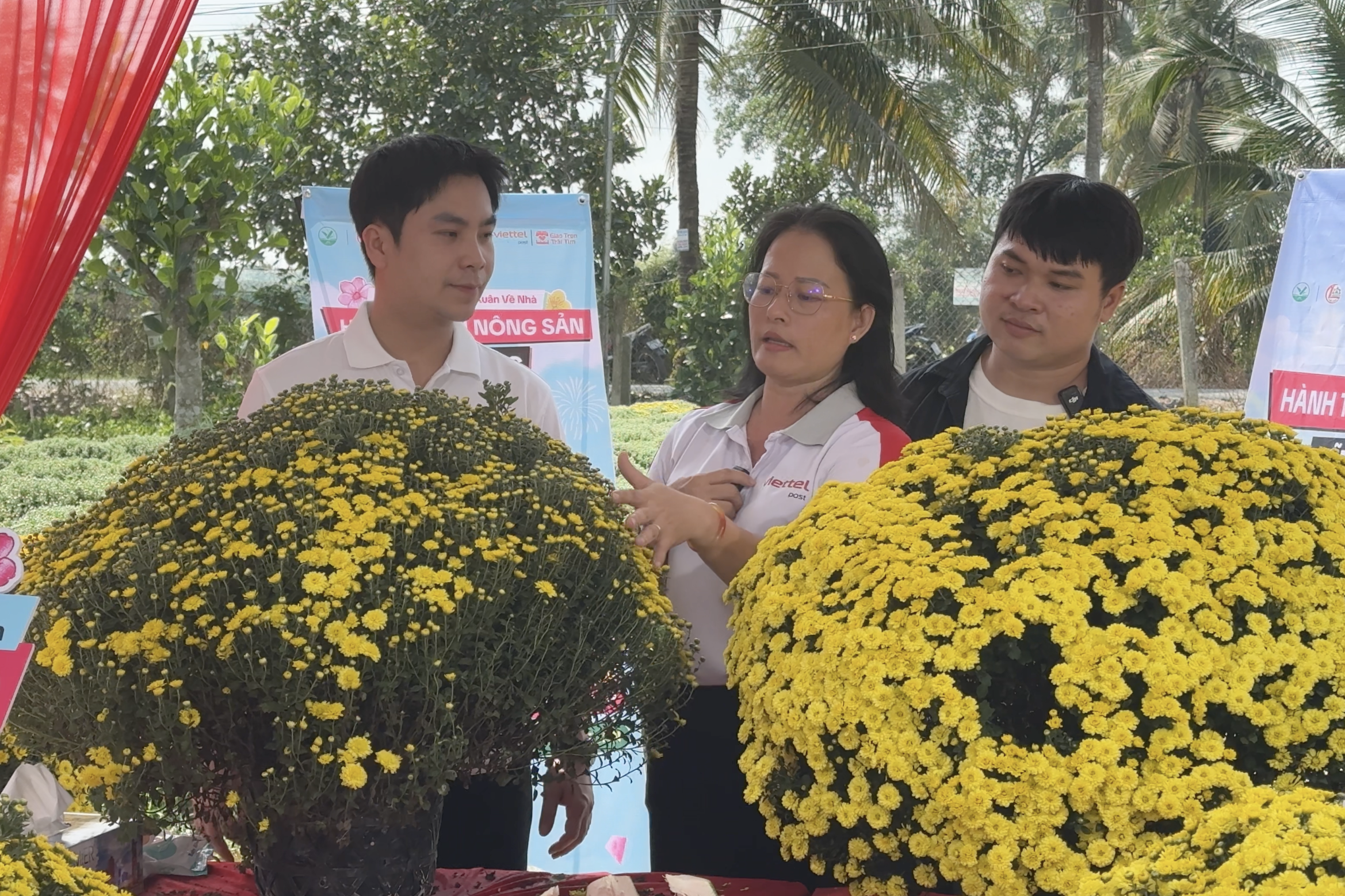 Cúc mâm xôi nở sớm giúp nông dân Chợ Lách trở thành chiến thần livestream - Ảnh 4.