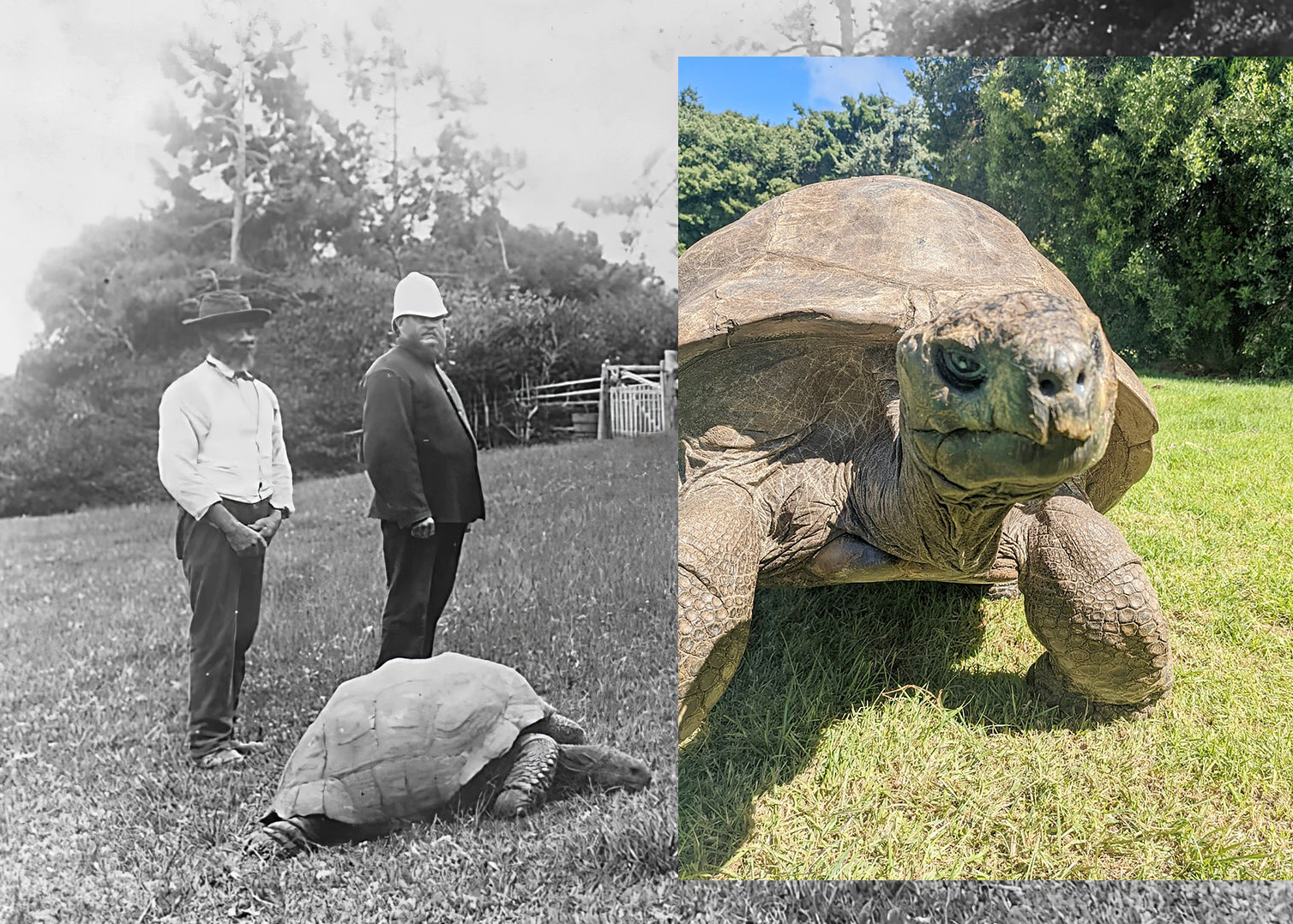 Con vật già nhất hành tinh- Ảnh 1.