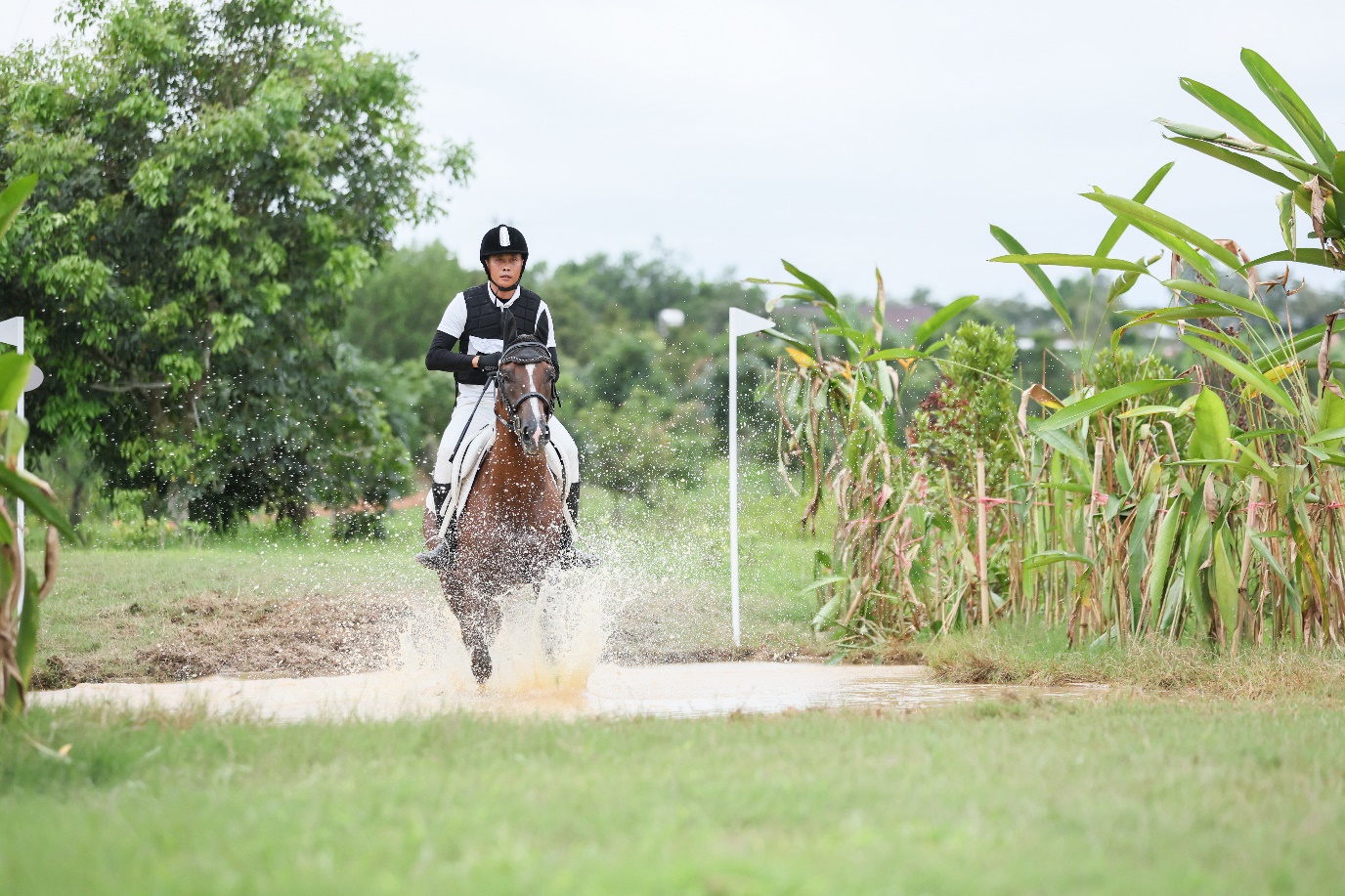Liên đoàn Ngựa - Ảnh 1.