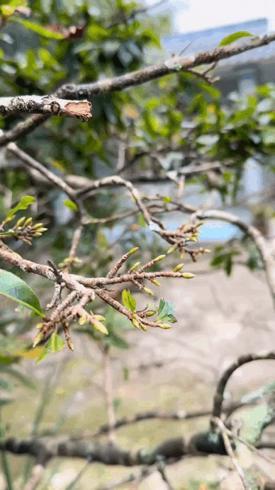 Dac san Tet cua nguoi mien Tay ca nuoc to