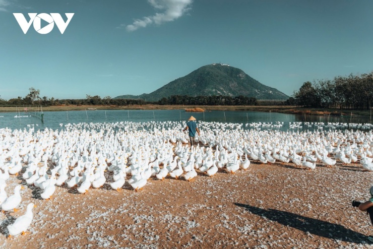 Đàn vịt đồng trắng như tuyết phủ kín cánh đồng dưới chân núi Bà Đen 1 Dưới chân núi Bà Đen, một sắc trắng của đàn vịt nổi bật trên nền đất sẫm màu. Khi người chăn vịt vừa xuất hiện, cả đàn lập tức chuyển động, với tiếng “cạp cạp” vang lên rộn ràng, phá tan sự tĩnh lặng của buổi sớm, mang theo nhịp sống quen thuộc của miền quê Tây Ninh. (Ảnh: Vũ Khoa)