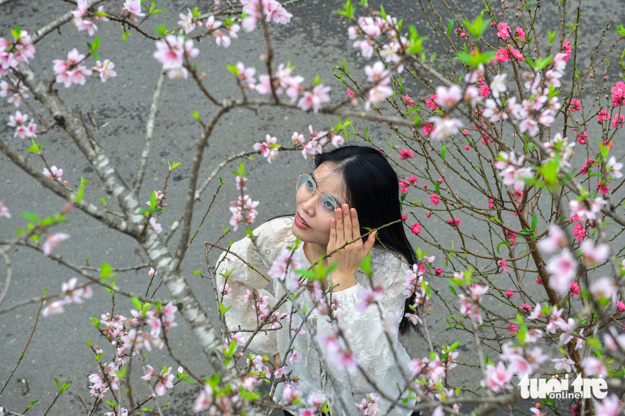 đào rừng - Ảnh 1.