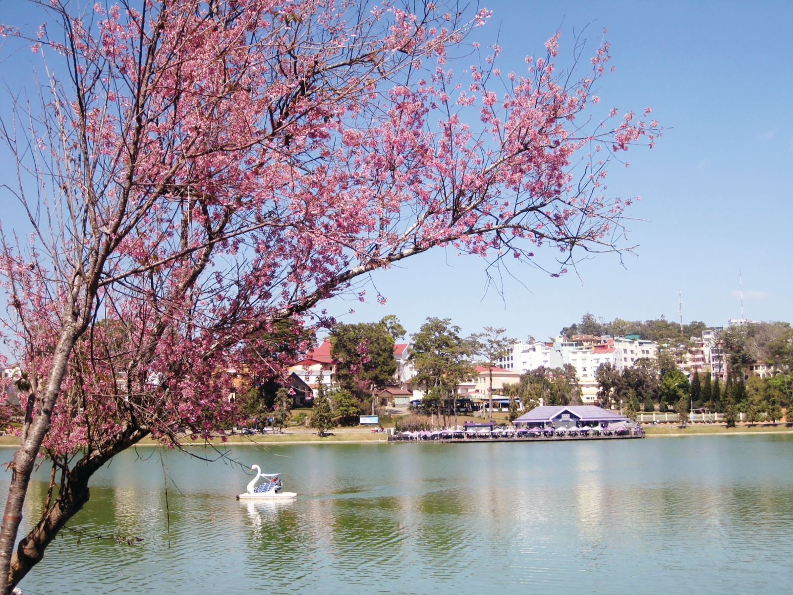 Đầu năm 2026, du lịch Đà Lạt có một việc “chưa từng có tiền lệ”- Ảnh 2.