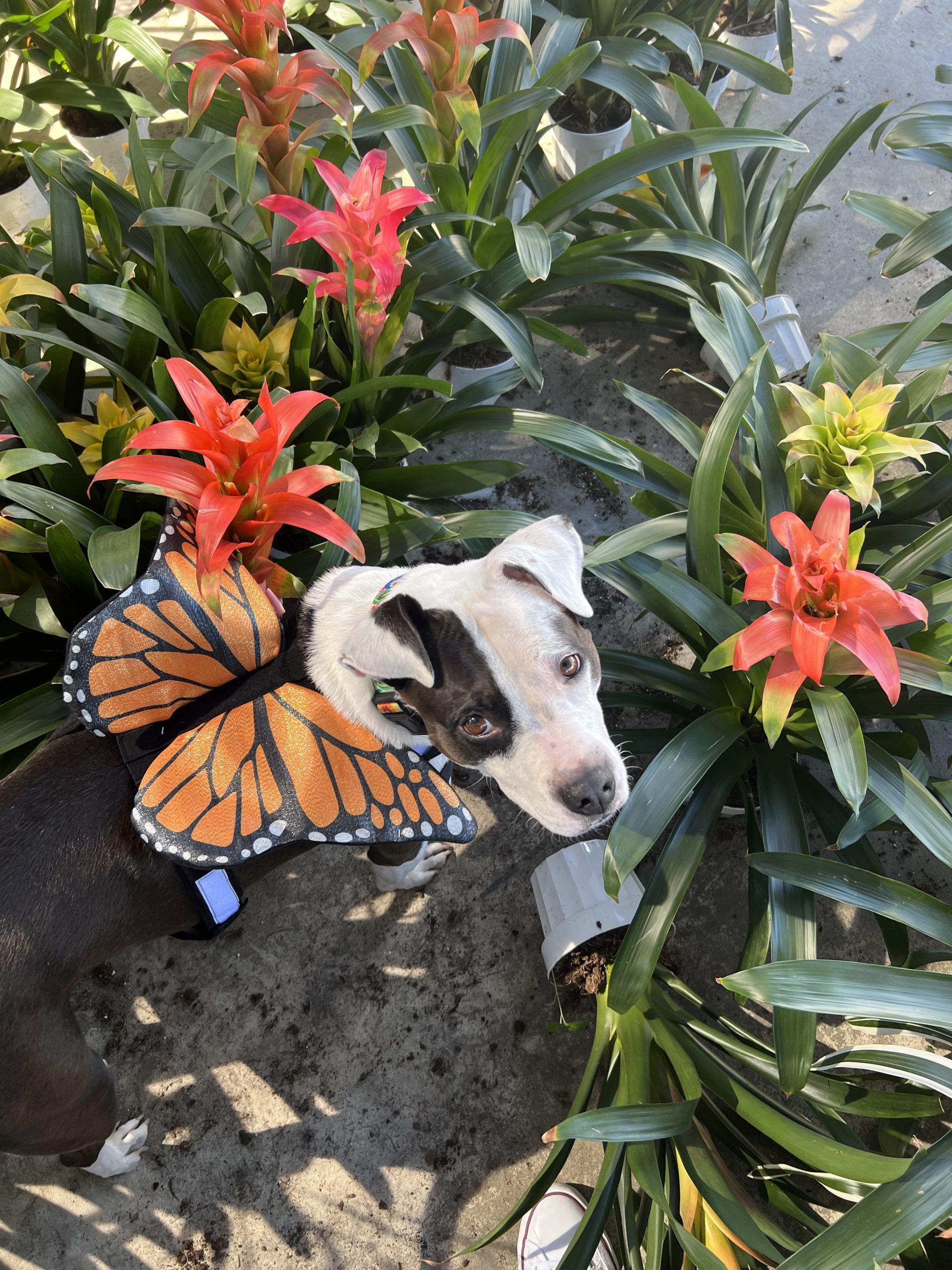 9 loại cây đuổi côn trùng tốt nhất cho năm mới 2026: Dễ trồng chưa từng thấy!- Ảnh 3.