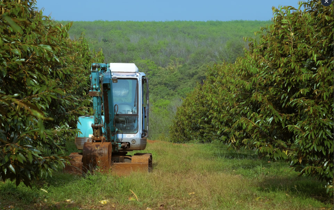 Một góc vùng trồng của Queen Farm tại xã Phước Sơn, tỉnh Đồng Nai. Ảnh: Queen Farm