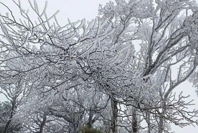 Băng giá trên đỉnh Phia Oắc (Cao Bằng) ngày 6/1. Ảnh: Đặng Khương