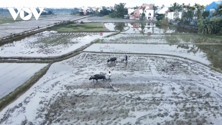 Đến Đà Nẵng, du khách bỏ phố vào làng, “sống thử” đời thôn quê 1 Cánh đồng An Mỹ, phường Hội An Đông, thành phố Đà Nẵng nhìn từ trên cao