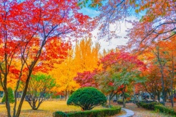 Đến đảo Nami ngắm những địa điểm lãng mạn trong phim kinh điển "Bản tình ca mùa đông"