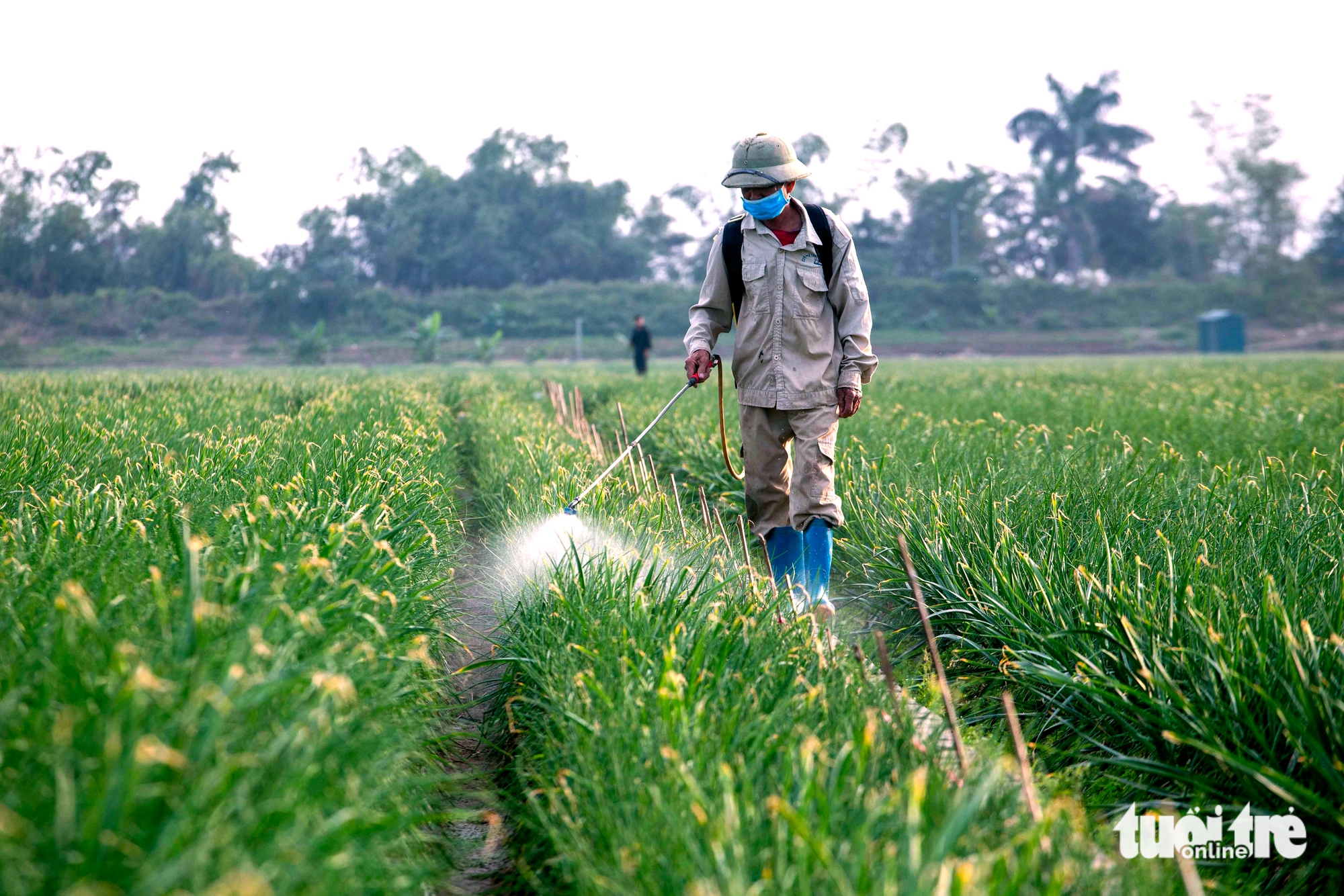 Điểm mới trong danh mục thuốc bảo vệ thực vật được phép sử dụng tại Việt Nam - Ảnh 1.