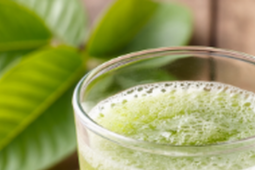 Nước ép lá ổi có tác dụng gì?