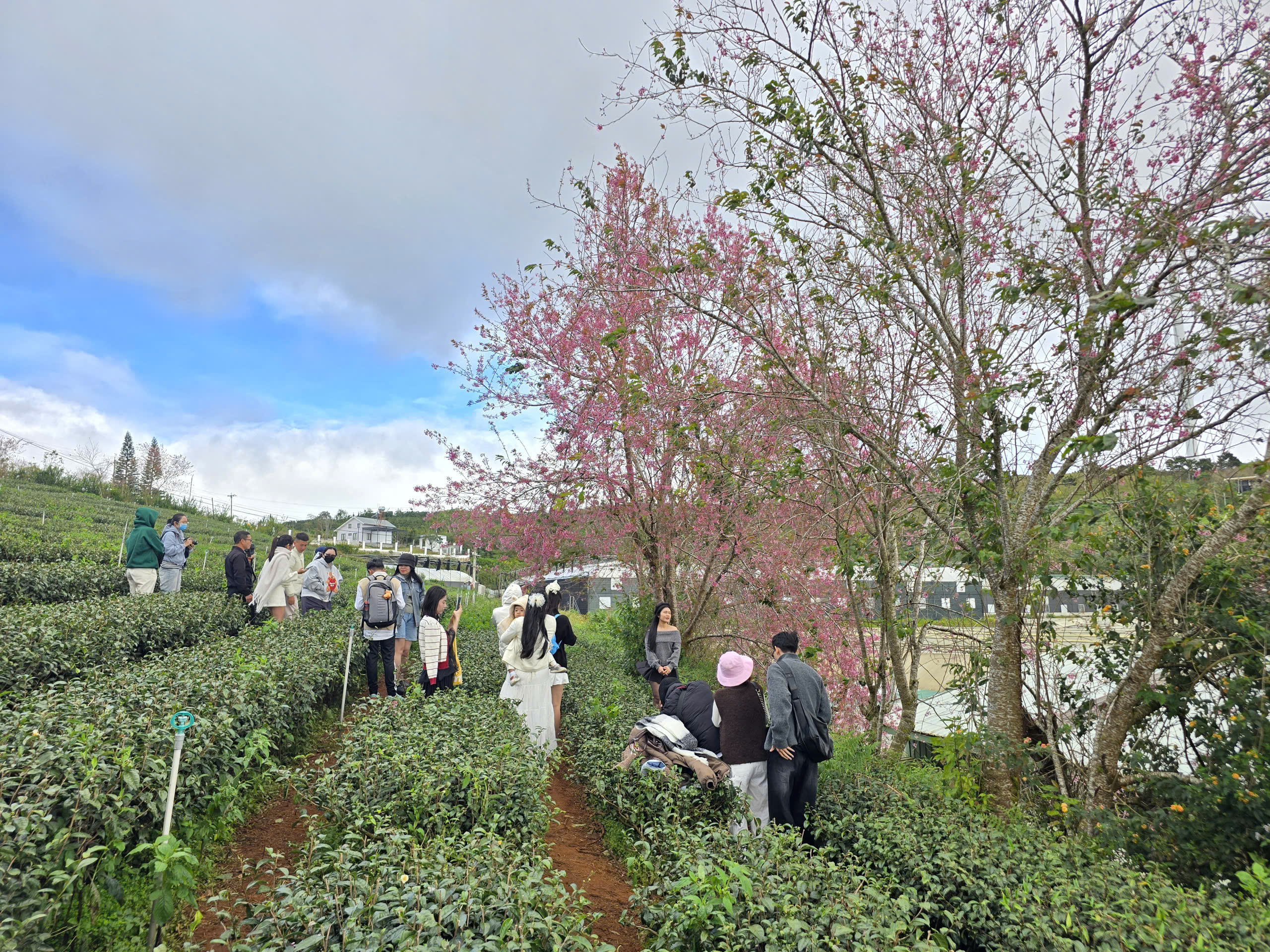 Diva Hồng Nhung, Quang Dũng biểu diễn tại Lễ hội mai anh đào - Đà Lạt- Ảnh 1. Diva Hồng Nhung, Quang Dũng biểu diễn tại Lễ hội mai anh đào - Đà Lạt- Ảnh 1.