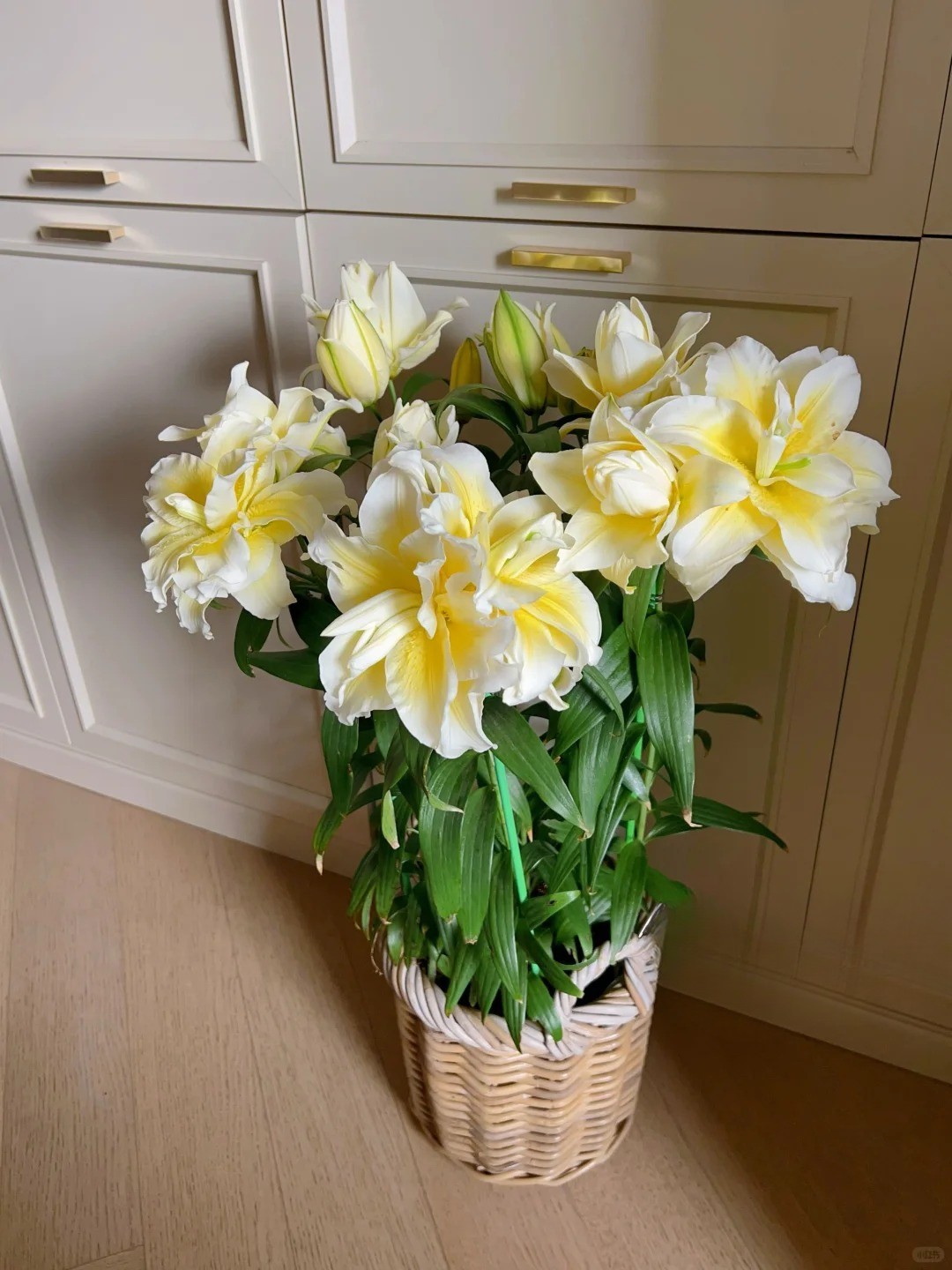 Doa ly mau nang khien hoi yeu hoa vua yeu