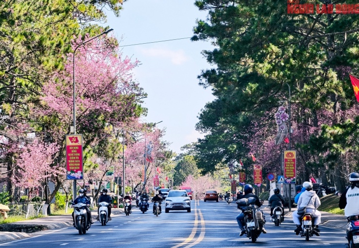 Những ngày tháng Chạp của năm Ất Tỵ 2025, trong thời tiết nắng ấm, mai anh đào trên nhiều tuyến đường trung tâm Đà Lạt (tỉnh Lâm Đồng) đã bung nở rực rỡ.