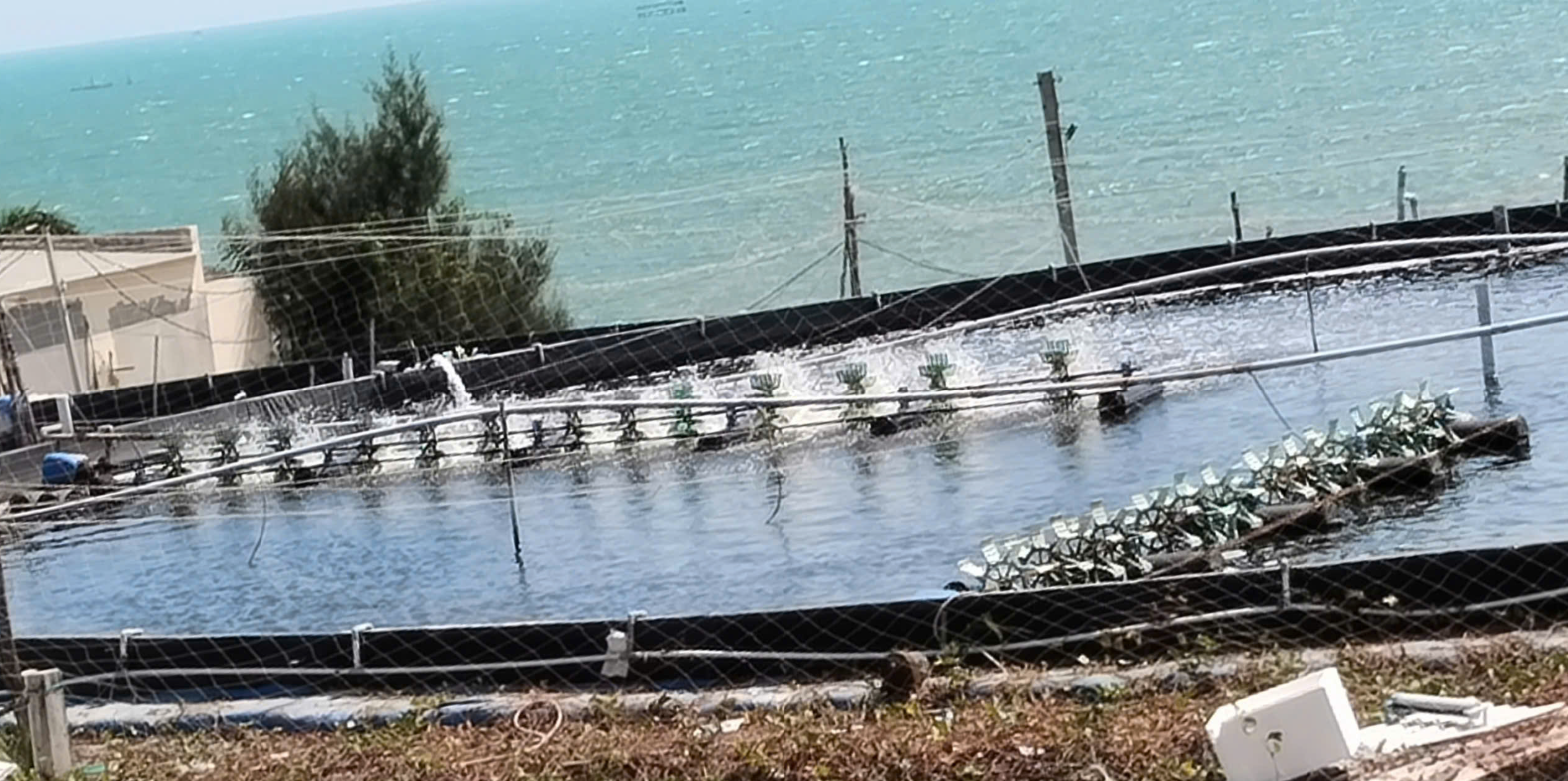 Dừng dự án 'tôm Bình Thuận' người nuôi tôm ảnh hưởng không ?- Ảnh 2.