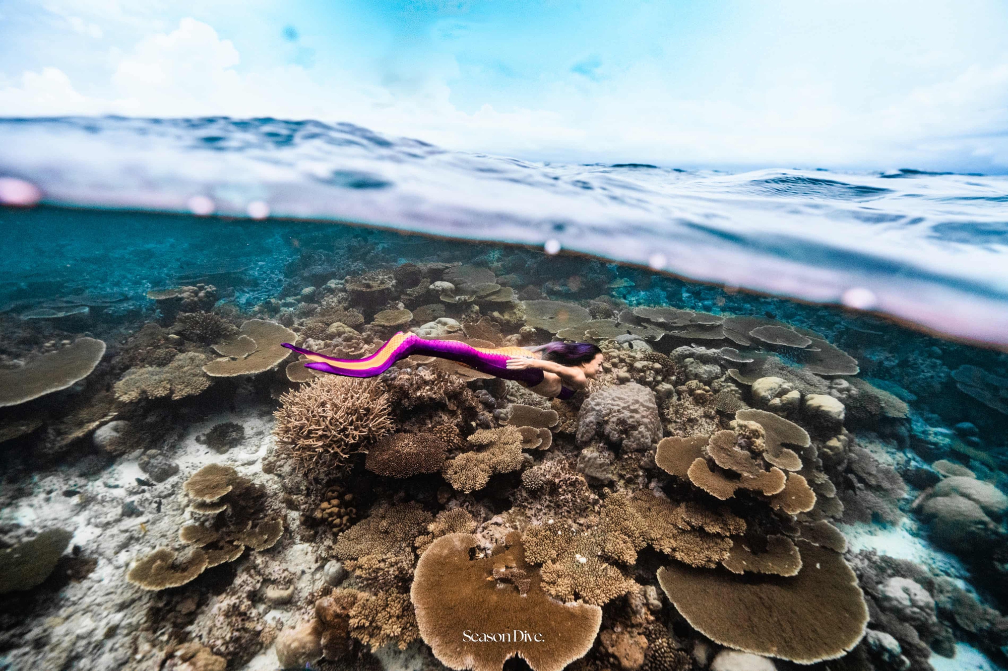 Gặp gỡ nàng tiên cá- Ảnh 1.