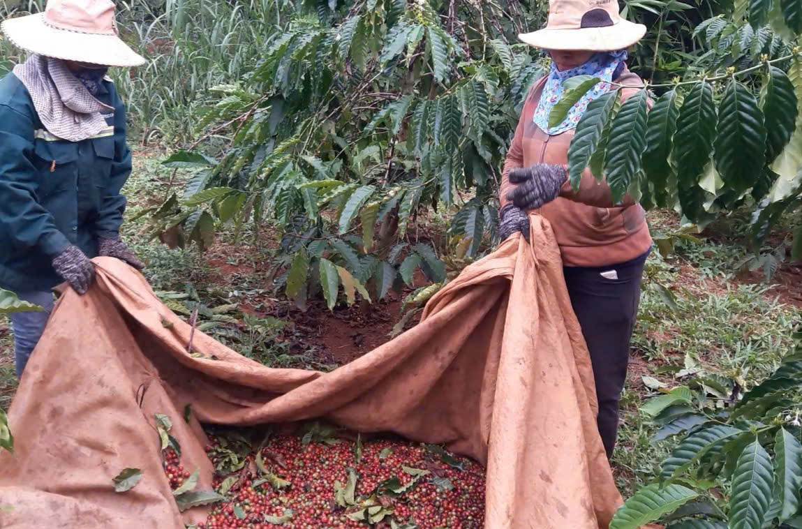 giá cà phê - Ảnh 1.