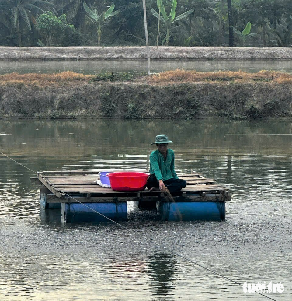 giá cá tra - Ảnh 1.