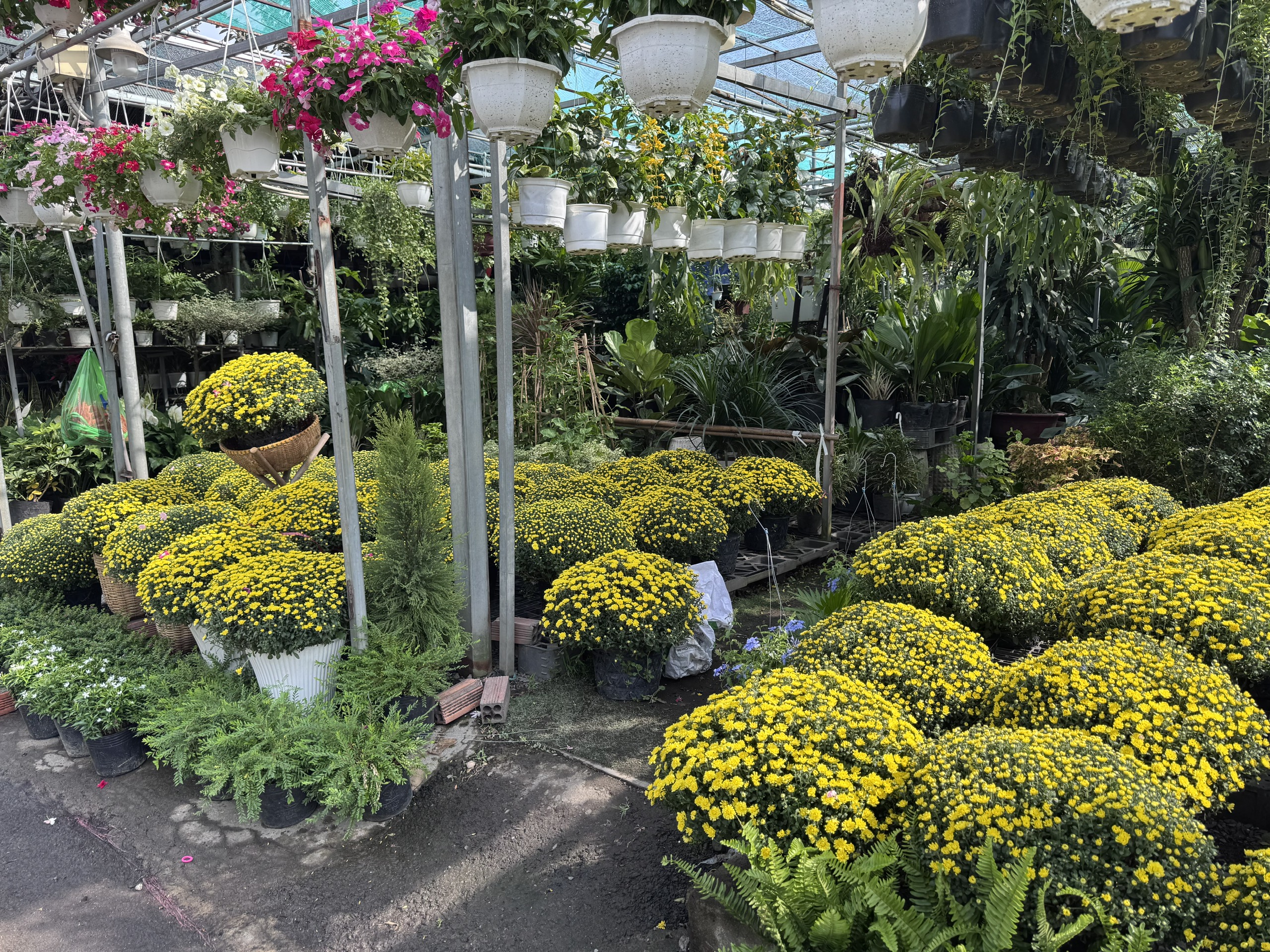 Giá cúc mâm xôi Tết năm nay có rẻ hơn không khi nhiều nơi kêu gọi giải cứu? - Ảnh 1. Giá cúc mâm xôi Tết năm nay có rẻ hơn không khi nhiều nơi kêu gọi giải cứu? - Ảnh 1.