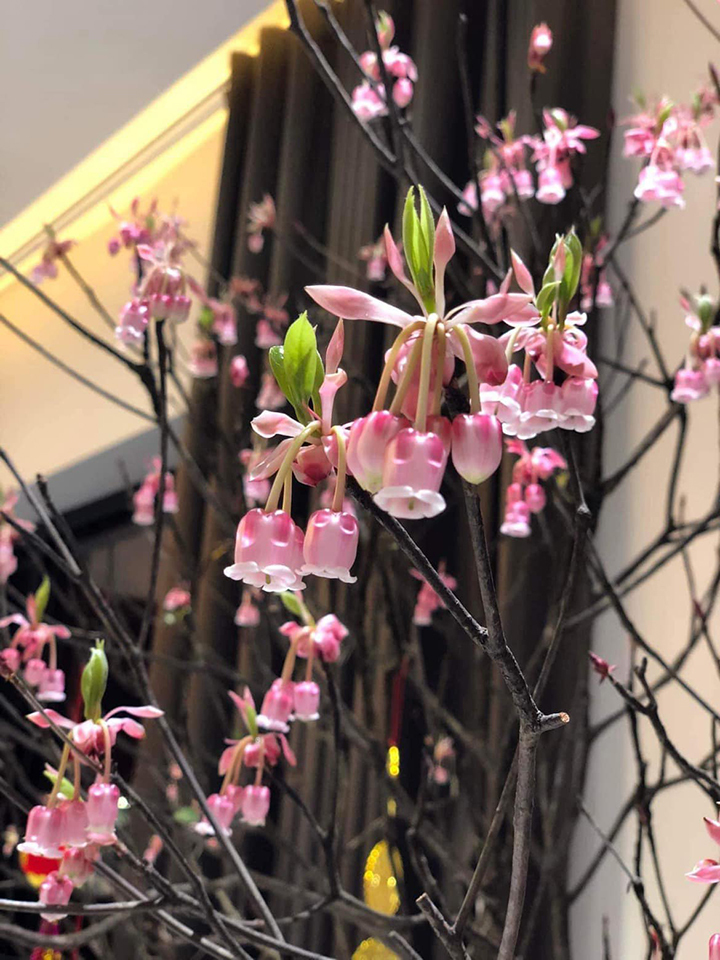 Không phải lan, đây mới là loại hoa được giới nhà giàu chuộng mua chơi Tết: Giá vài triệu tính theo cành- Ảnh 1.