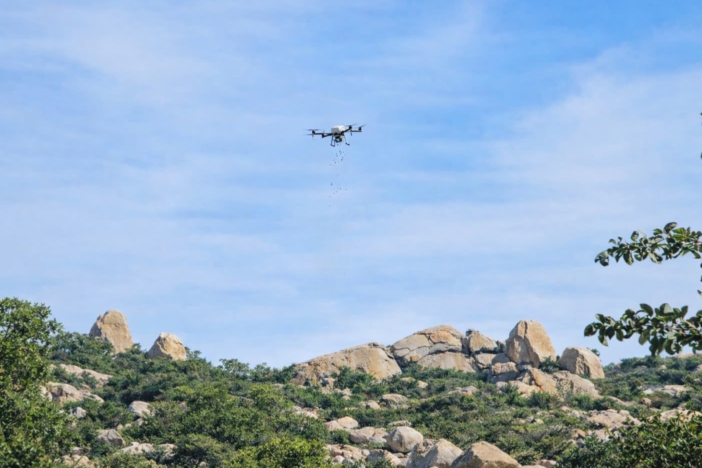 rừng sa mạc - Ảnh 1.