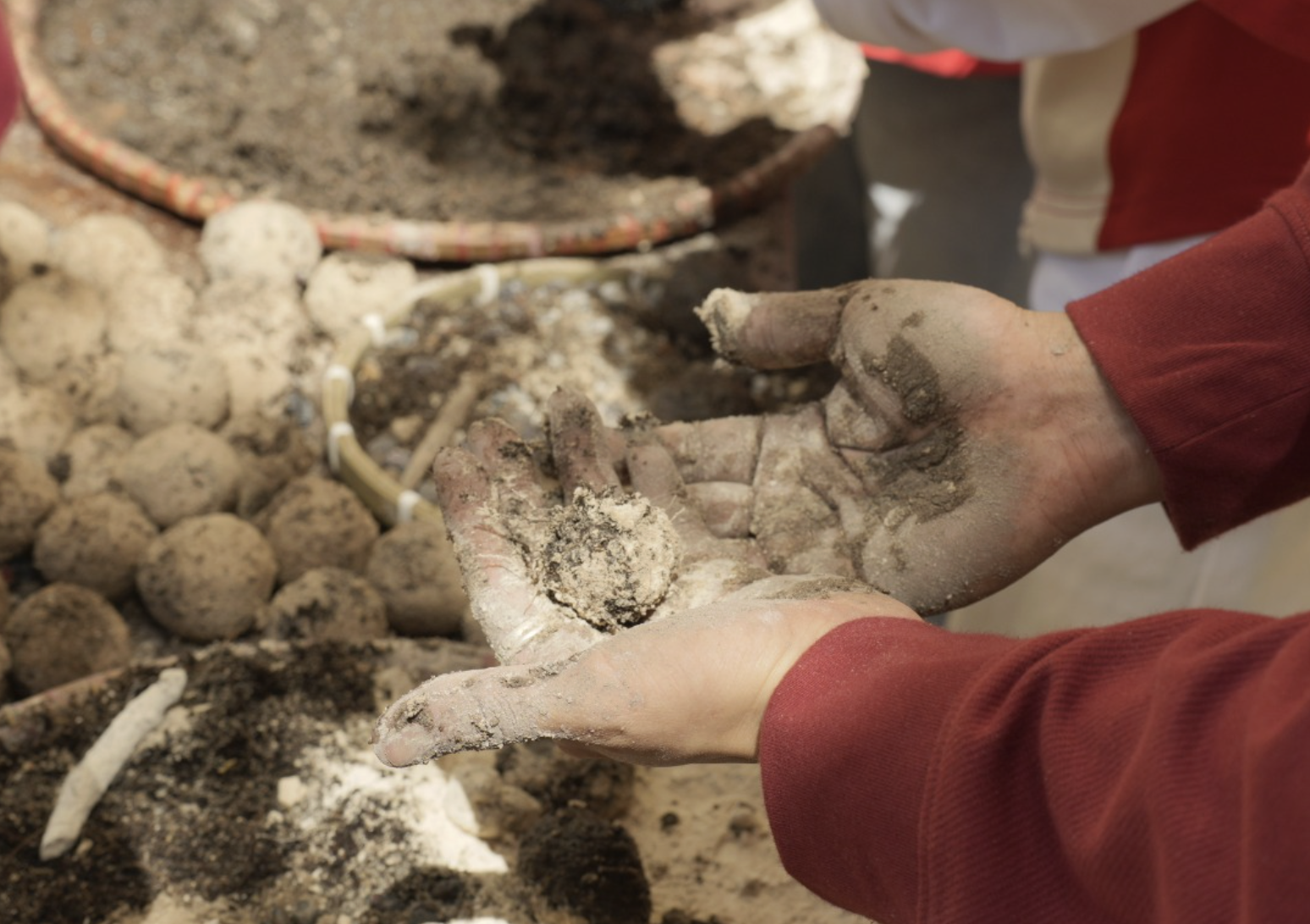 rừng sa mạc - Ảnh 2.