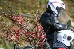 Đào, mận Mộc Châu hút khách chơi Tết sớm