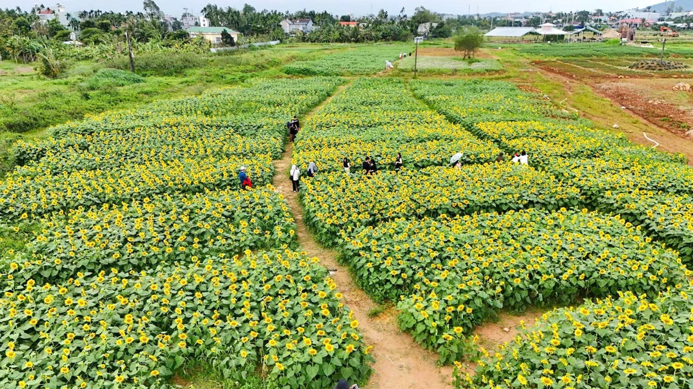 trieu-bong-huong-duong-no-ro-tu-khu-dat-hoang-o-quang-ngai- (31).jpg