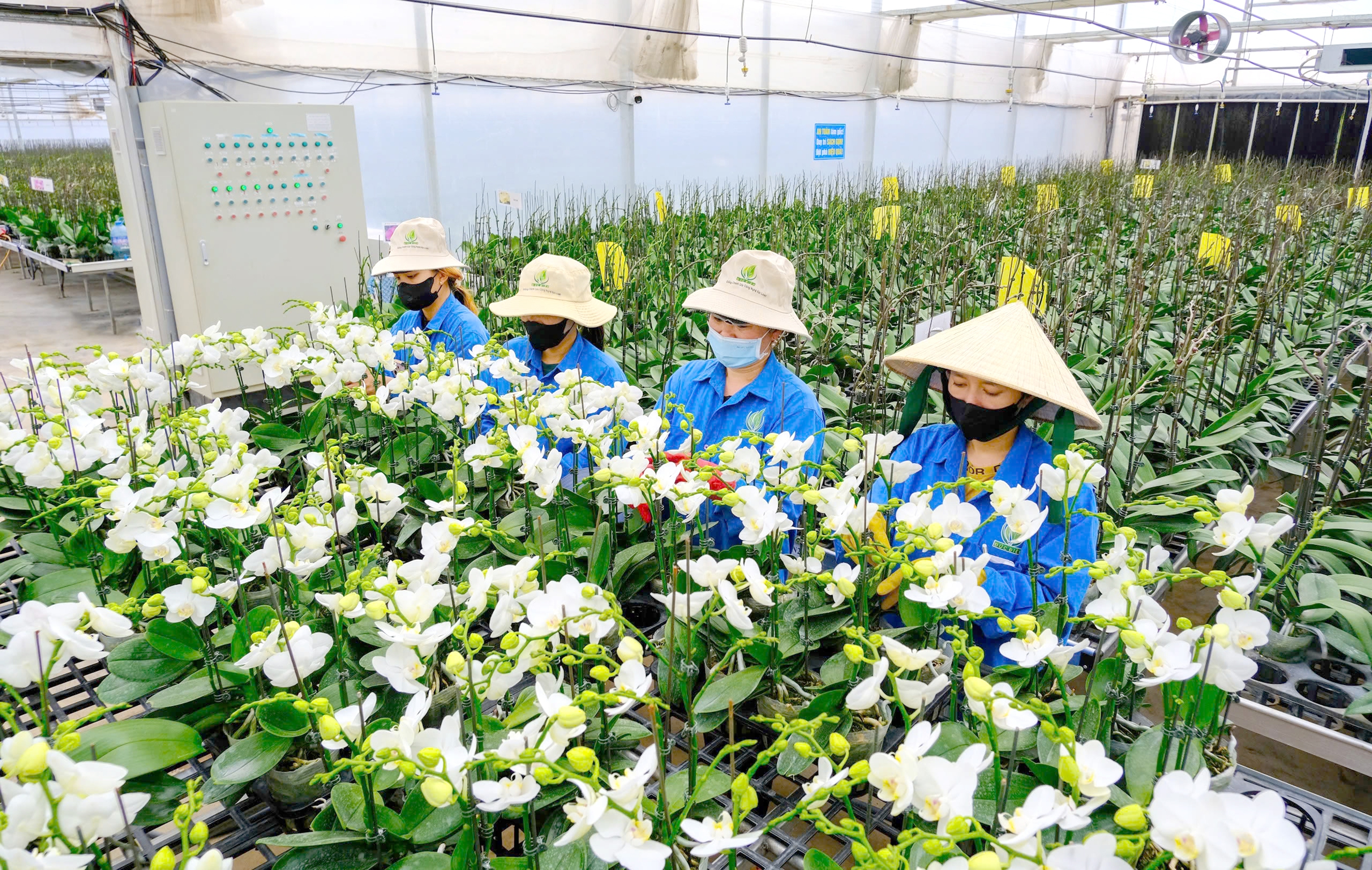 hoa tết - Ảnh 1.