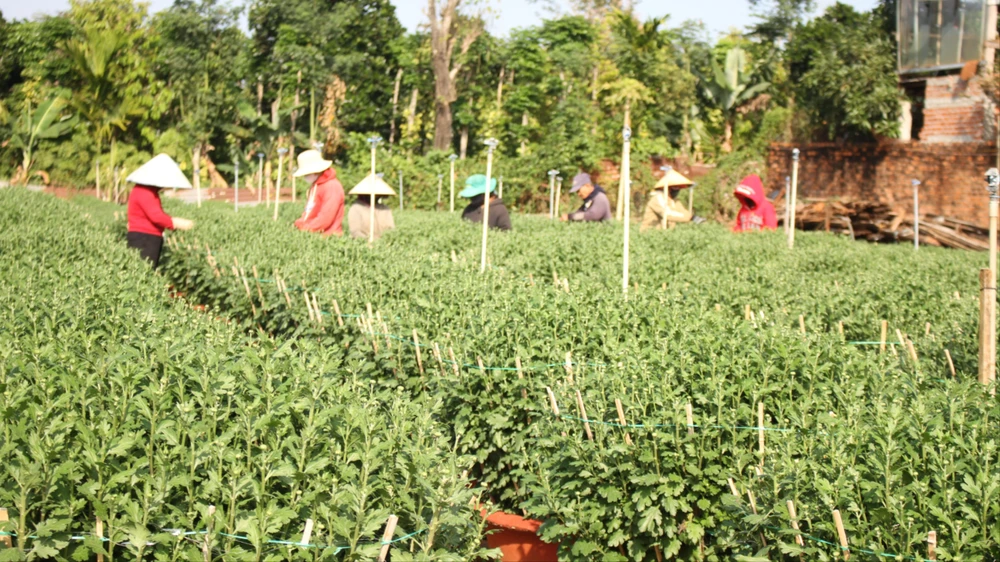 Thợ ngắt nụ hoa Tết đang tất bật làm việc. Ảnh: T.T SST_5861.JPG