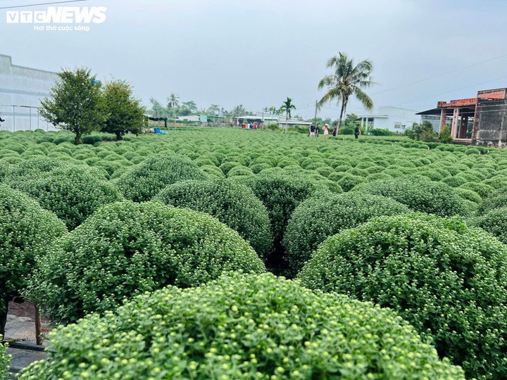 Hoa Tết nở sớm, nhà vườn đứng ngồi không yên- Ảnh 1.