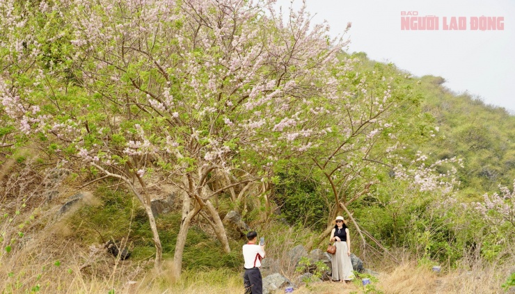 Hoa đỗ mai nở rộ hút hồn du khách đến với Vũng Tàu 1 Hoa đỗ mai nở rộ hút hồn du khách đến với Vũng Tàu - 1