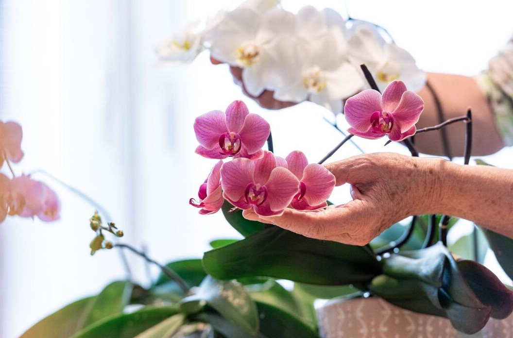 Hoa lan nở đẹp chưa từng thấy khi được tưới bằng 2 loại nước này: Cực dễ làm- Ảnh 1.