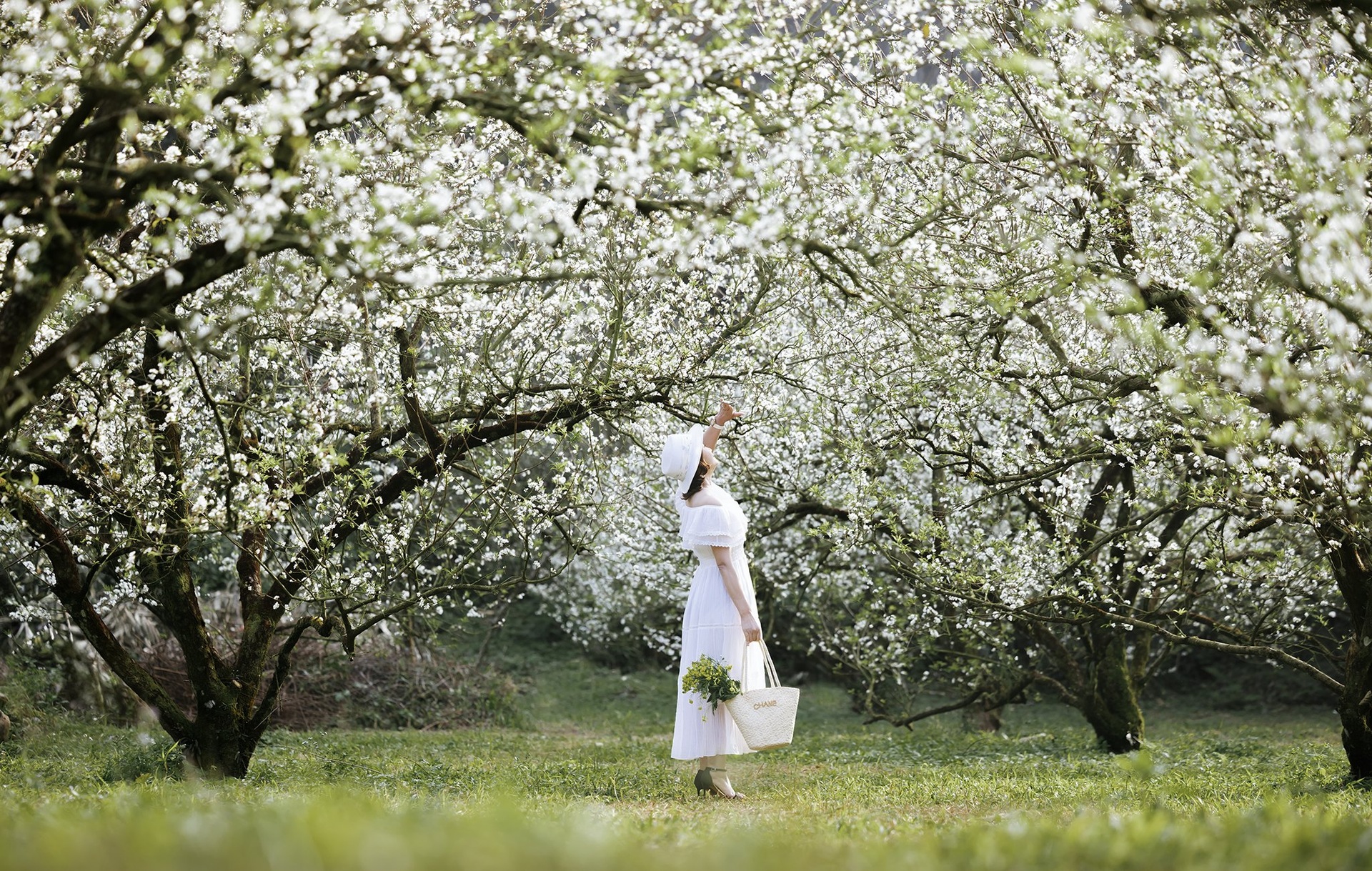 Hoa mận nở trắng Mộc Châu, du khách như lạc vào miền cổ tích - 1