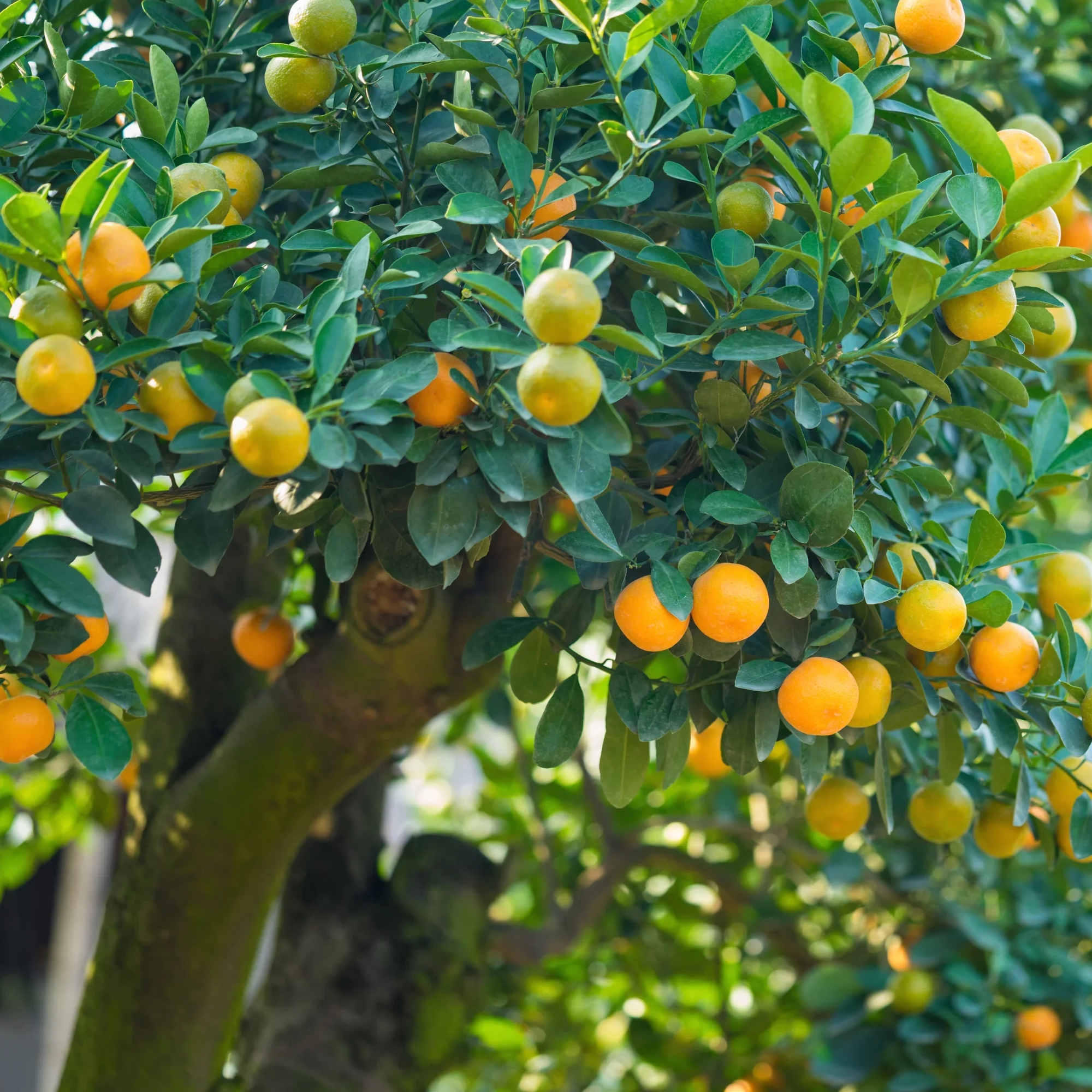 2 loại cây nên trồng trước cửa nhà vào năm mới: 