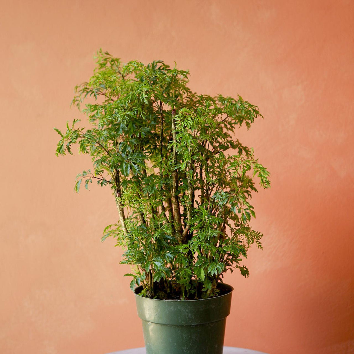 3 loại cây nên trồng trước cửa nhà dịp năm mới: “Hút” vận may, dùng làm thuốc- Ảnh 2.