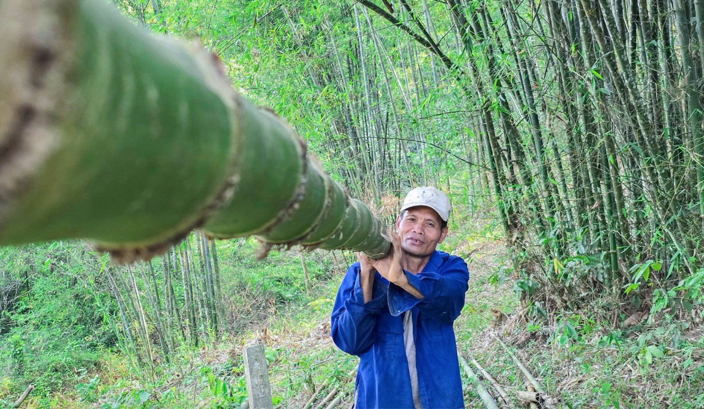Loài cây trồng một lần, thu cả đời: Ít vốn, ít công chăm sóc, mỗi tháng có chục triệu đồng- Ảnh 1.