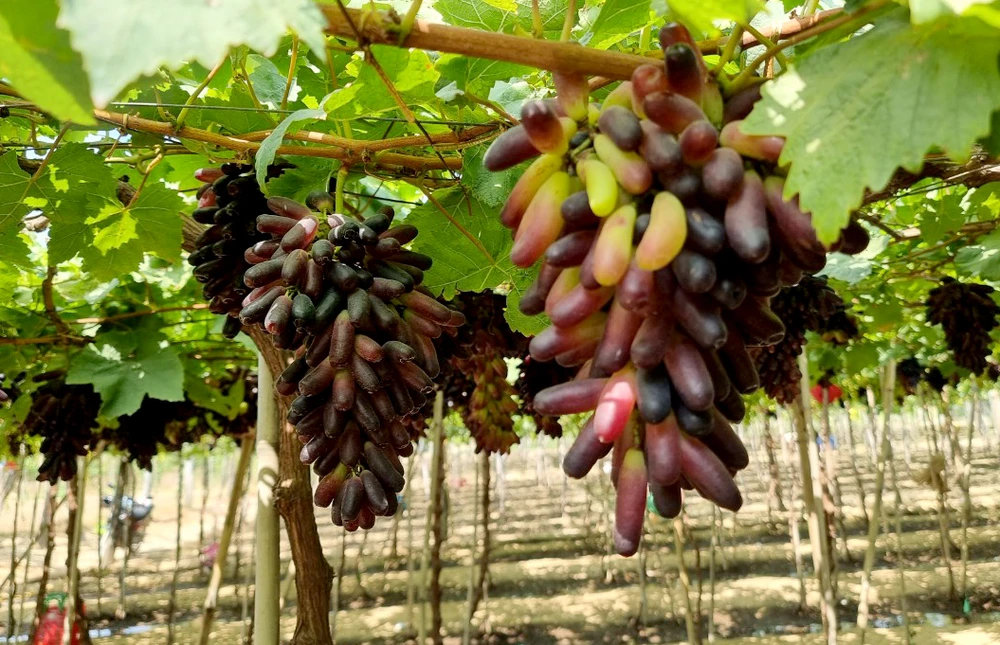 Nho Ninh Thuận vẫn được bảo hộ nhãn hiệu và chỉ dẫn địa lý. Ảnh: T.X khánh hòa.jpg