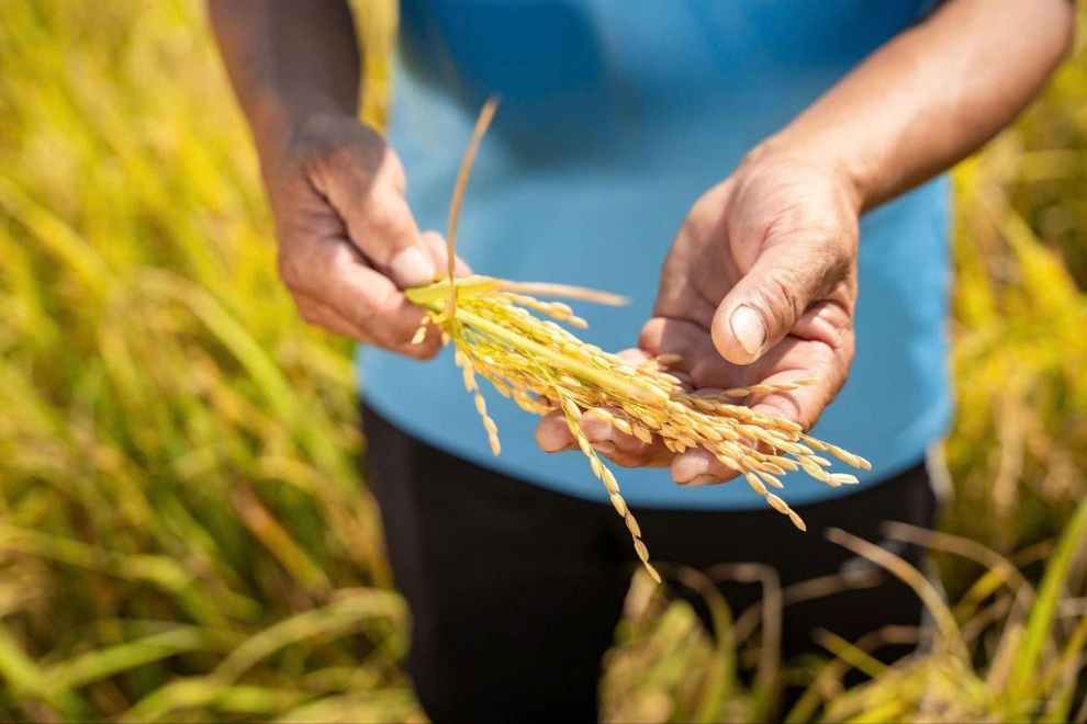 Khởi đầu năm mới, nông dân chủ động mùa vụ cùng NPK Cà Mau - 1