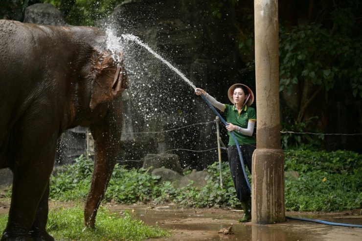 Không nhận ra hoa hậu đi giúp việc, dọn chuồng voi - 3