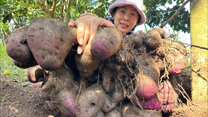 Không phải khoai tây, khoai lang, đây mới là khoai hợp nấu mùa lạnh, ai ăn cũng bổ, 