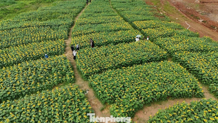 Lạc lối ở cánh đồng triệu bông hoa hướng dương bừng nở tại Quảng Ngãi 1 Những ngày cuối năm, khi không khí Tết bắt đầu lan tỏa khắp làng quê, vườn hoa hướng dương tại xã An Phú tỉnh Quảng Ngãi bất ngờ trở thành điểm đến hút khách.