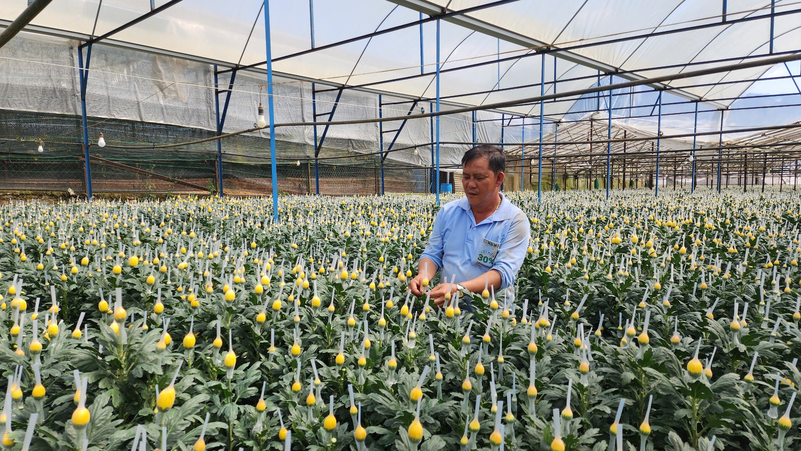 Lâm Đồng tăng tốc sản xuất rau, hoa phục vụ Tết Bính Ngọ 2026- Ảnh 1.