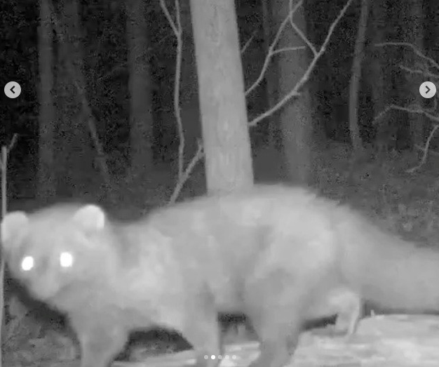 Lần theo đoạn video chỉ vài giây, chuyên gia hân hoan tìm thấy loài vật từng 