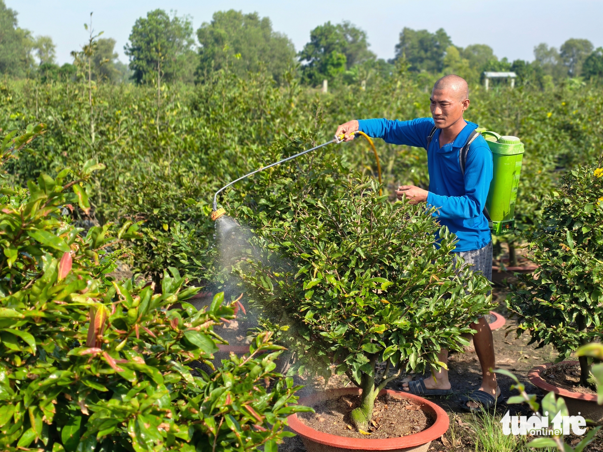 mai vàng - Ảnh 1.