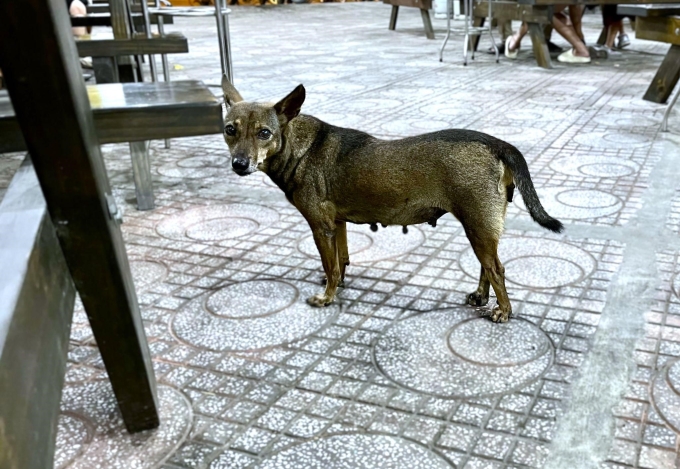 Chó thả rông, không rọ mõm cũng là nguyên nhân dễ khiến nhiều người bị cắn. Ảnh: Diệu Thuần