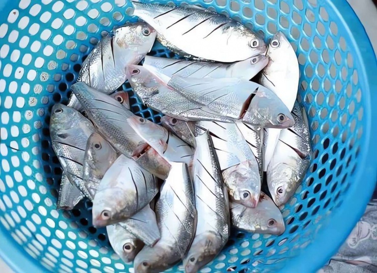 Loài cá độc quyền ở sông Hồng, mỗi năm ngược dòng đẻ trứng, thịt béo ngậy, làm đủ món ngon - 2